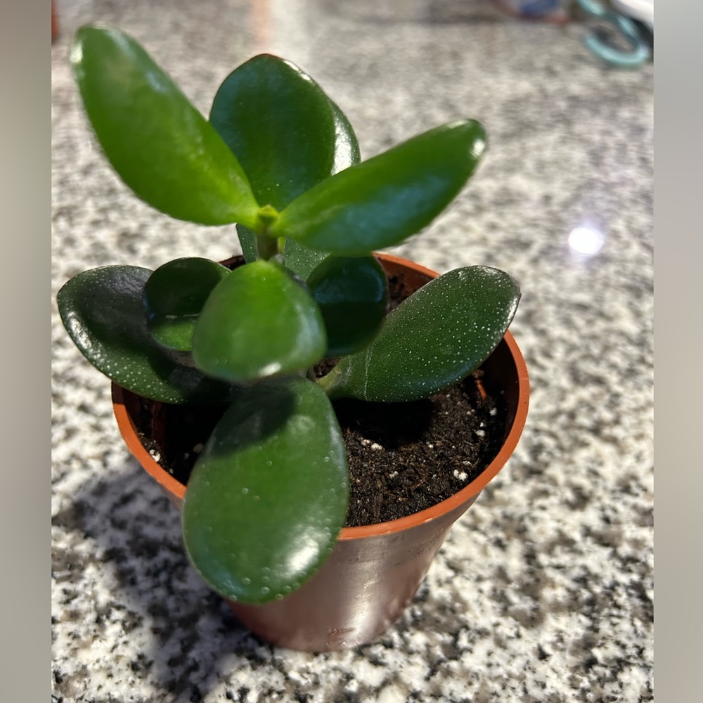 JADE PLANT ROOTED - Picture 2 of 4